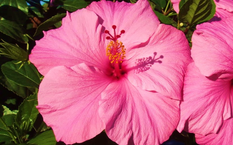 Seminole Pink Tropical Hibiscus Photo 2
