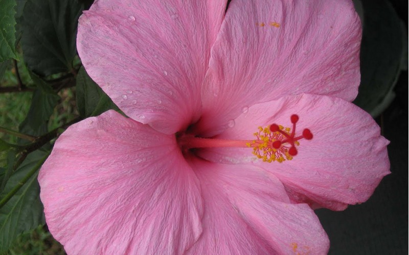 Seminole Pink Tropical Hibiscus - 1 Gallon - Tropical Plants - Flowering | ToGoGarden