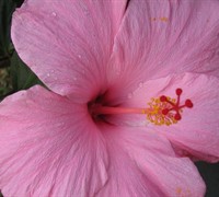 Seminole Pink Tropical Hibiscus