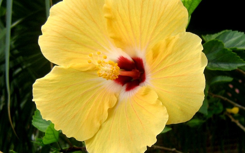 Sunset Yellow Tropical Hibiscus  - 1 Gallon - Tropical Plants - Flowering | ToGoGarden