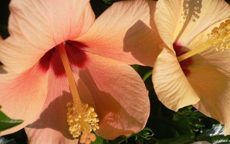 Single Peach Tropical Hibiscus Photo 1