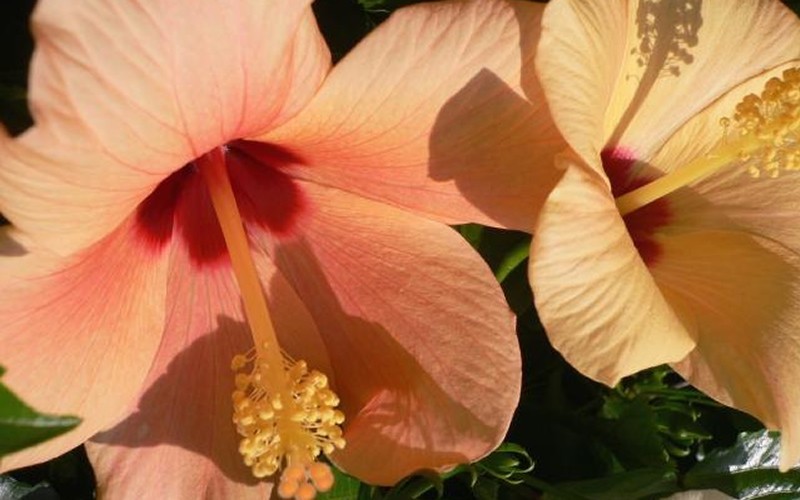 Single Peach Tropical Hibiscus - 1 Gallon - Tropical Plants - Flowering | ToGoGarden