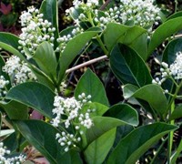 Suspensum Viburnum - Viburnum suspensum 'Sandankwa'