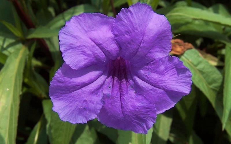 Purple Showers Mexican Petunia - Ruellia Photo 3