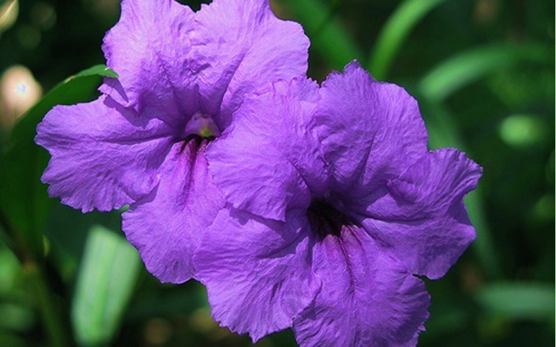 Purple Showers Mexican Petunia - Ruellia - 1 Gallon - Tropical Plants - Cold Hardy | ToGoGarden