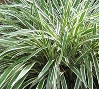 Variegated Flax Lily - Dianella tasmanica 'Variegata'
