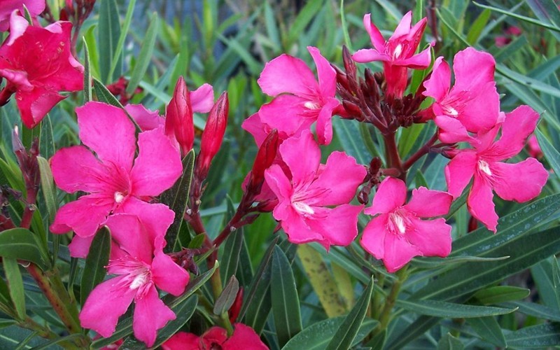 Calypso Hot Pink Oleander Photo 1