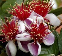 Feijoa Pineapple Guava - Acca Sellowiana