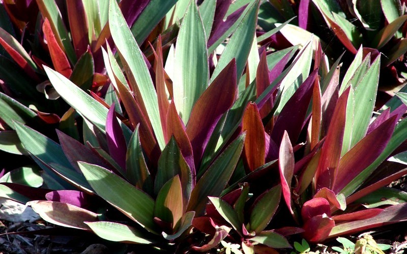 Dwarf Oyster Plant - Tradescantia  spathacea  - 1 Gallon - Deer Resistant Groundcover Plants | ToGoGarden