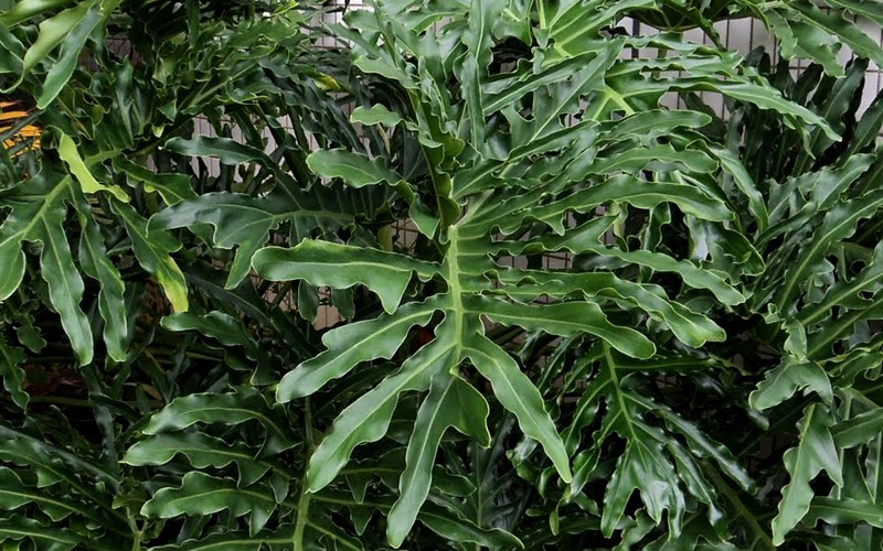 Split Leaf Tree Philodendron Photo 1