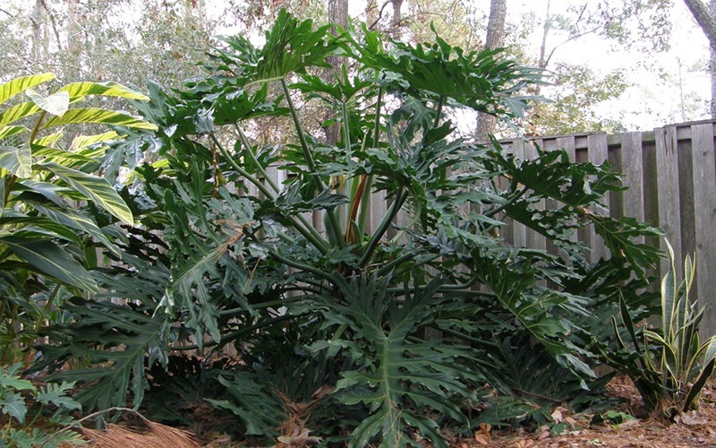 Split Leaf Tree Philodendron Photo 3