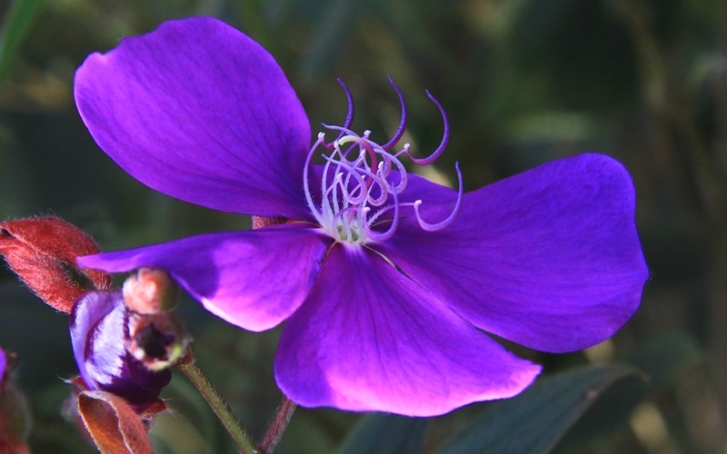 Dwarf Tibouchina - Princess Flower - 1 Gallon - Deer Resistant Perennials | ToGoGarden