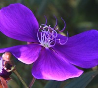 Dwarf Tibouchina - Princess Flower