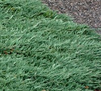 Blue Rug Juniper