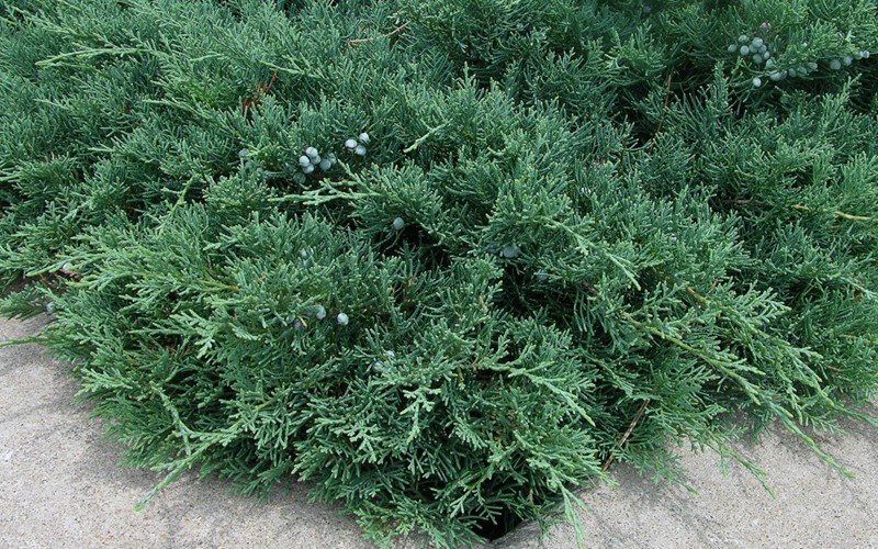 Blue Sargent Juniper - 1 Gallon - Deer Resistant Groundcover Plants | ToGoGarden