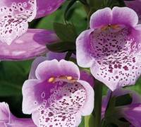 Shop Digitalis purpurea 'Dalmatian Rose' Foxglove - 10 Count Flat of Quart Pots