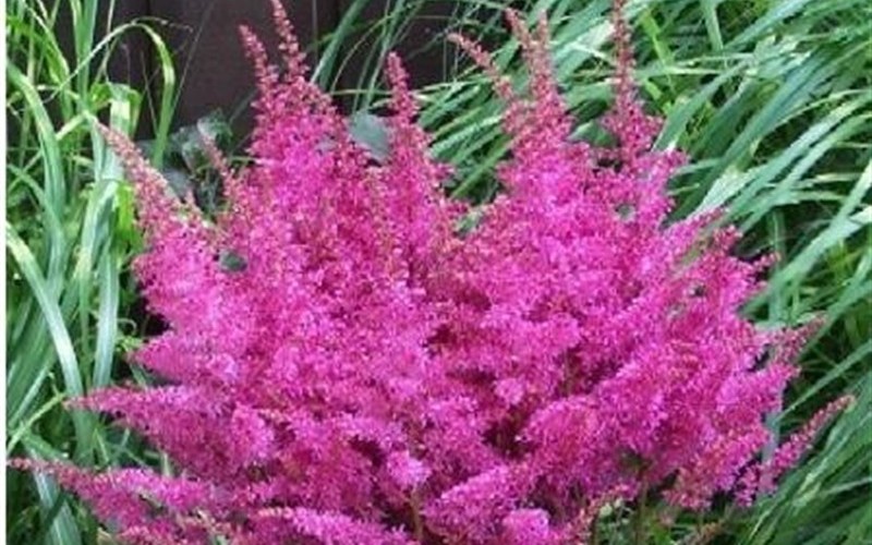 Astilbe arendsii 'Younique Lilac' - 1 Gallon - Astilbe | ToGoGarden