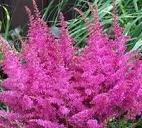 Astilbe arendsii 'Younique Lilac'