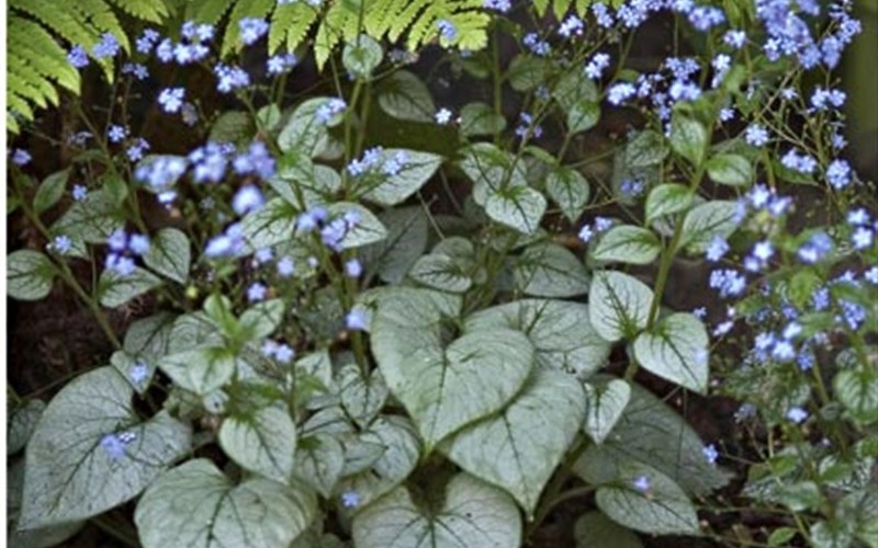 Looking Glass Brunnera - Heart Leaf Forget-Me-Not - 1 Gallon - Brunnera - Heart Leaf Forget-Me-Not | ToGoGarden