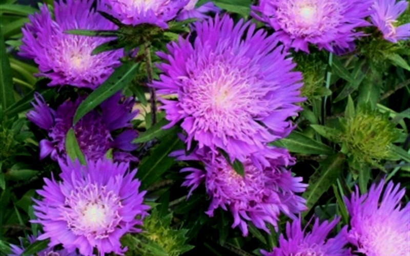 Honeysong Purple Stokes Aster - 1 Gallon - Stokesia - Stoke’s Aster | ToGoGarden