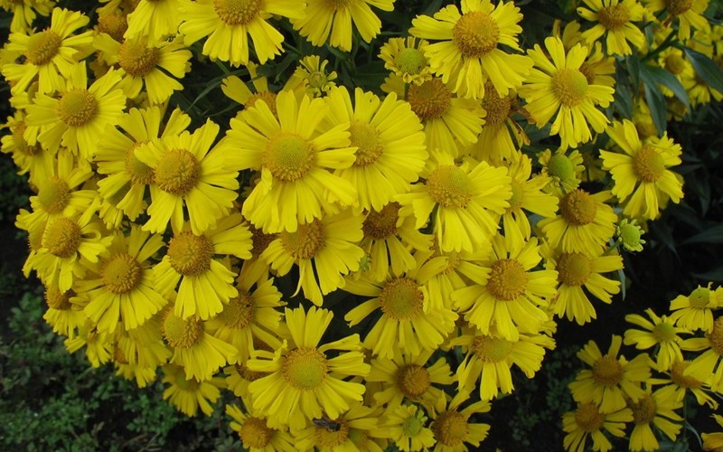 Helenium 'Pinata Sombrero'  Sneezeweed - 1 Gallon - Helenium - Helen’s Flower | ToGoGarden