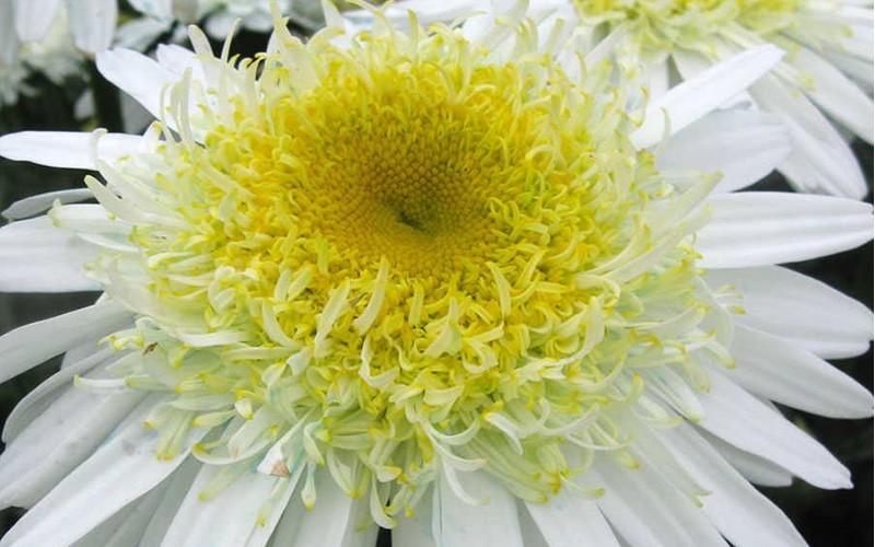 Real Glory Shasta Daisy - Leucanthemum - 2.5 Quart - Leucanthemum - Shasta Daisy | ToGoGarden