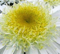 Real Glory Shasta Daisy - Leucanthemum