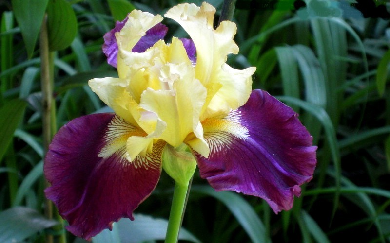 Jamaican Dream Tall Bearded German Iris - 1 Gallon Pot - Iris | ToGoGarden