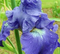 Fiesta In Blue Tall Bearded German Iris