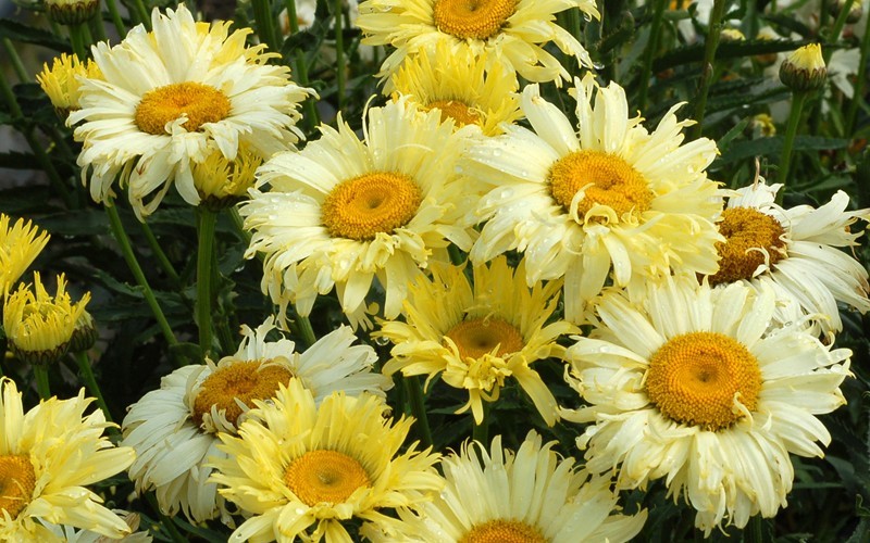 Gold Finch Shasta Daisy - 1 Gallon - Leucanthemum - Shasta Daisy | ToGoGarden