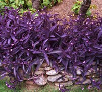 Shop Purple Heart Spiderwort - 18 Count Flat of 3 1/2
