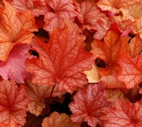 Paprika Heuchera Coral Bells