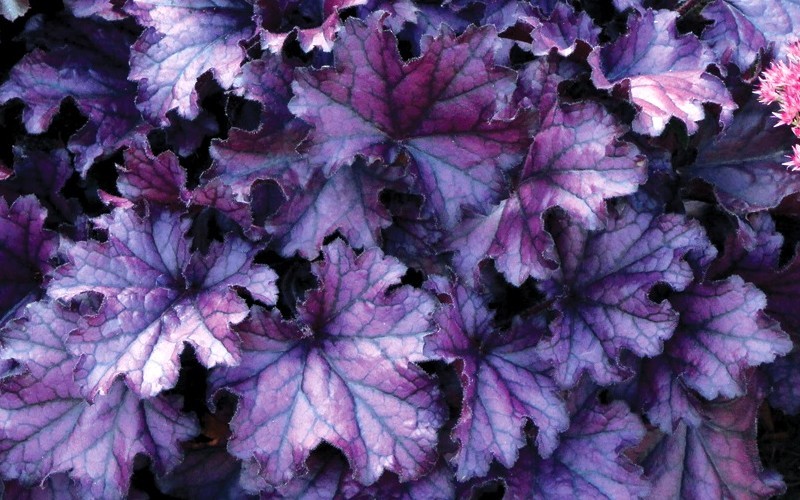 Forever Purple Heuchera - 1 Gallon - Heuchera - Coral Bells / Alumroot | ToGoGarden