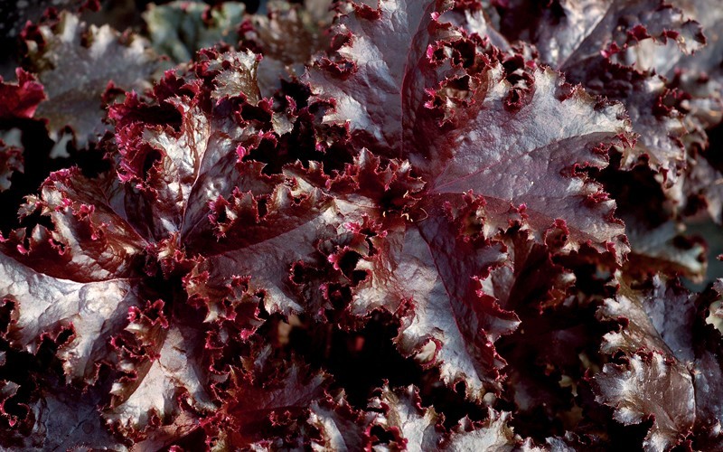 Midnight Ruffles Heuchera - Coral Bells Photo 1