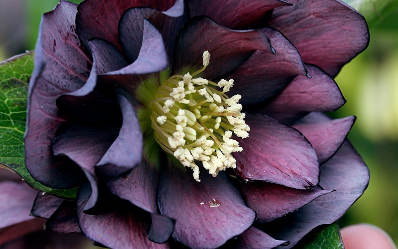 Onyx Odessey Helleborus - Lenten Rose - (1) 5
