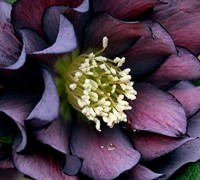 Onyx Odessey Helleborus - Lenten Rose
