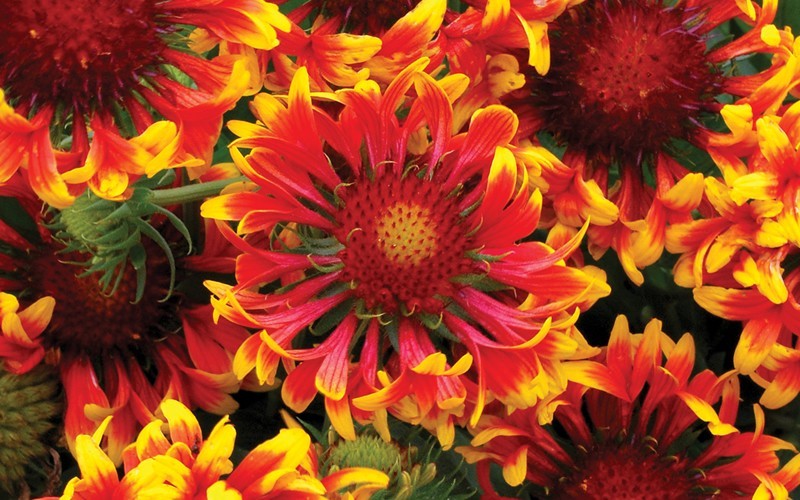 Sun Devil Gaillardia - Blanket Flower - (1) 5