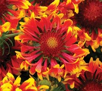 Sun Devil Gaillardia - Blanket Flower