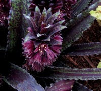 Dark Star Eucomis - Pineapple Lily