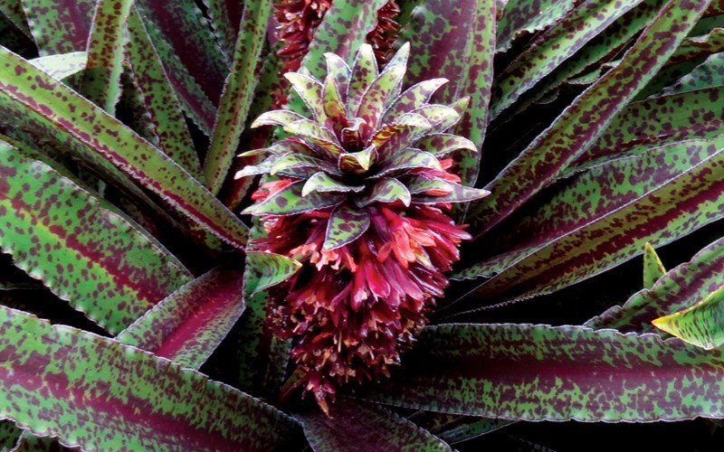 Freckles Spotted Eucomis - Pineapple Lily - (1) 5