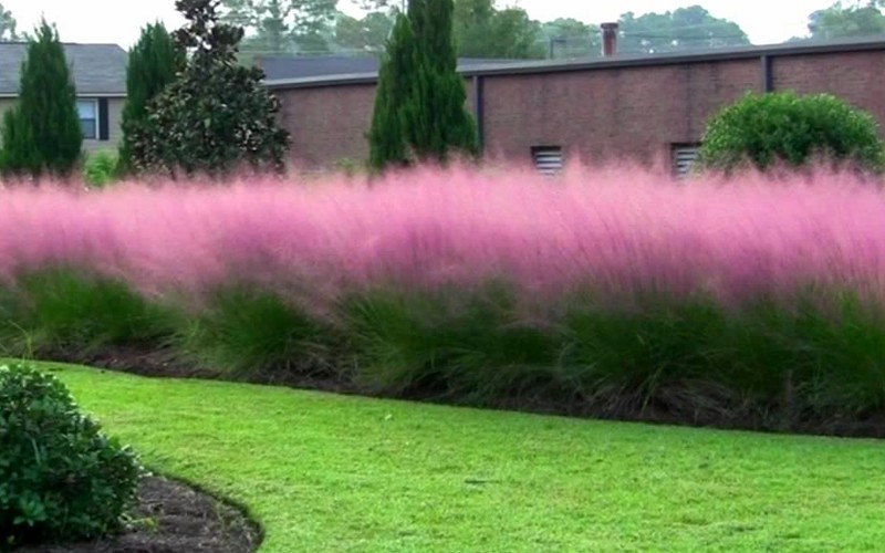 Pink Muhly Grass Photo 3
