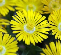 Shop Delosperma Golden Wonder Ice Plant - 10 Count Flat of 4.5" Pots