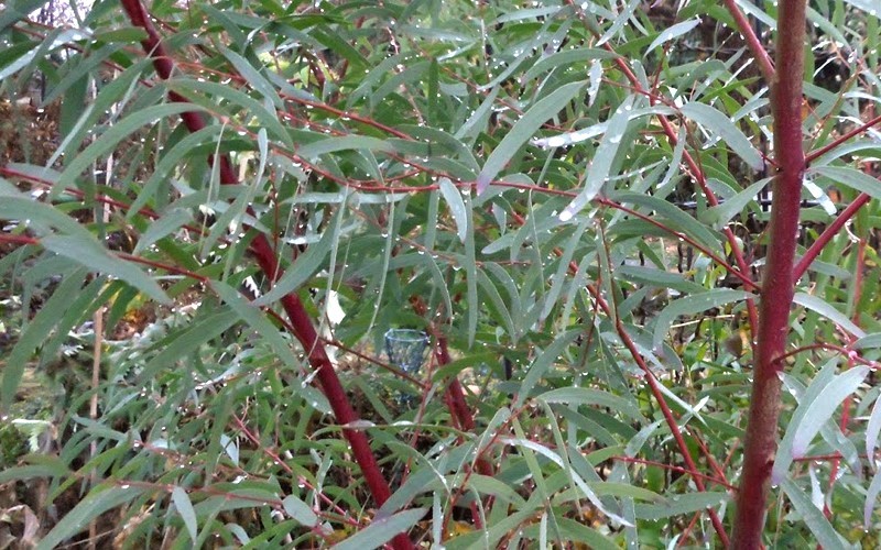 'Angus' Eucalyptus - 4" Pot - Southern Eucs - Cold Hardy Eucalyptus | ToGoGarden