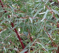 'Angus' Eucalyptus