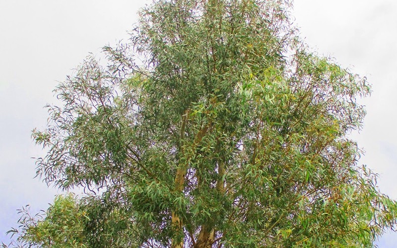 'Angus' Eucalyptus Photo 3