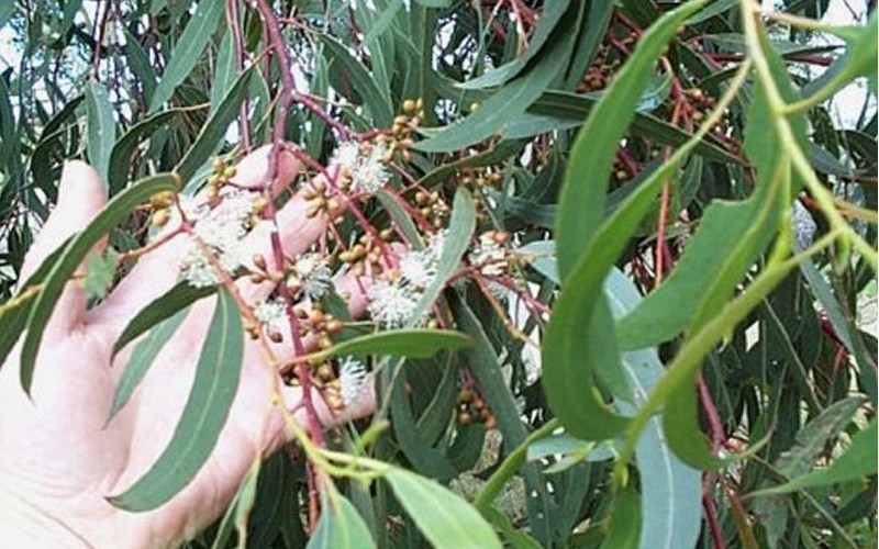 'Grace' White Gum Eucalyptus - 4" Pot - Southern Eucs - Cold Hardy Eucalyptus | ToGoGarden