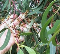 'Grace' White Gum Eucalyptus