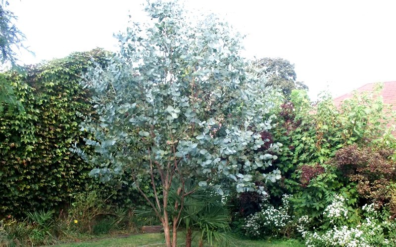 'Big O' Eucalyptus Omeo Gum Photo 2
