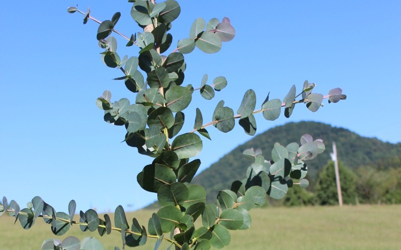 'Big O' Eucalyptus Omeo Gum Photo 3