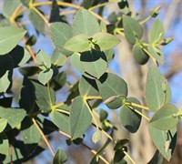 'Cab Sav' Eucalyptus Candlebark Ribbon White Gum